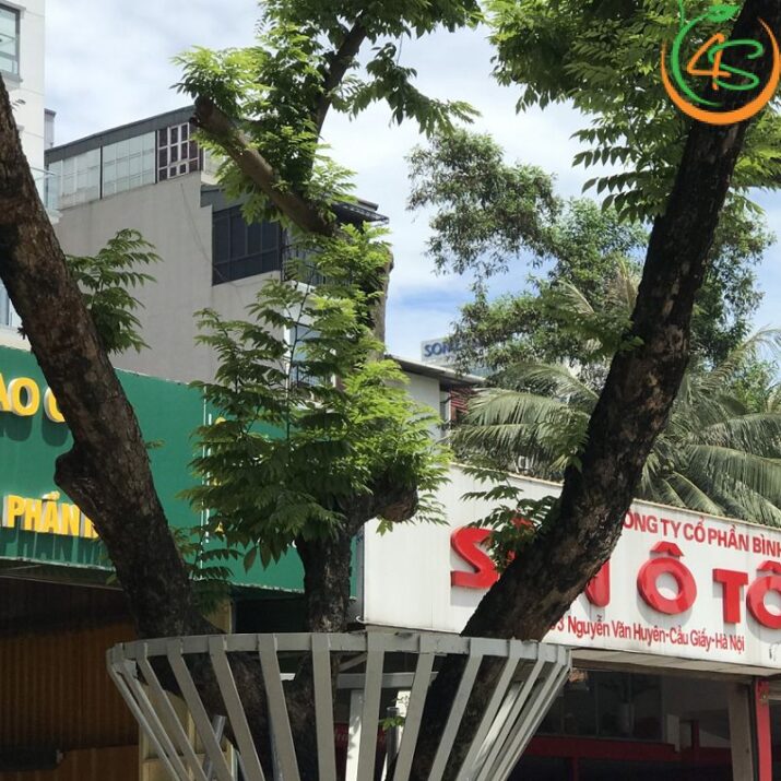 Cây sưa đỏ công trình 9 cây gỗ sưa đỏ