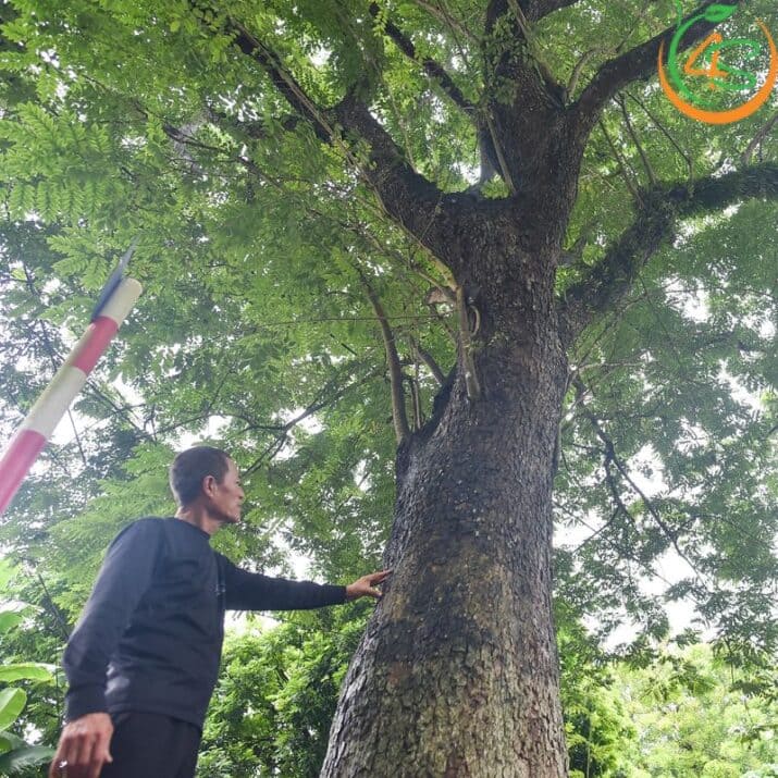 Cây sưa đỏ công trình 8 Cây Sưa Đỏ công trình