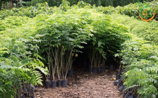 Cây giống sưa đỏ