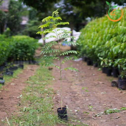 cay-sua-do-cay-giong-4s