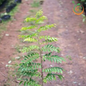 cay-sua-do-cay-giong-4s