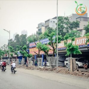 cây sưa đỏ công trình bóng mát đường phố giá rẻ