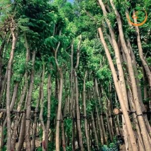 cây sưa đỏ công trình lấy bóng mát