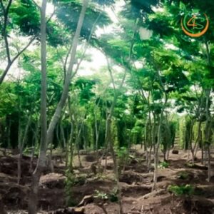 cây sưa đỏ công trình bóng mát đường phố giá rẻ