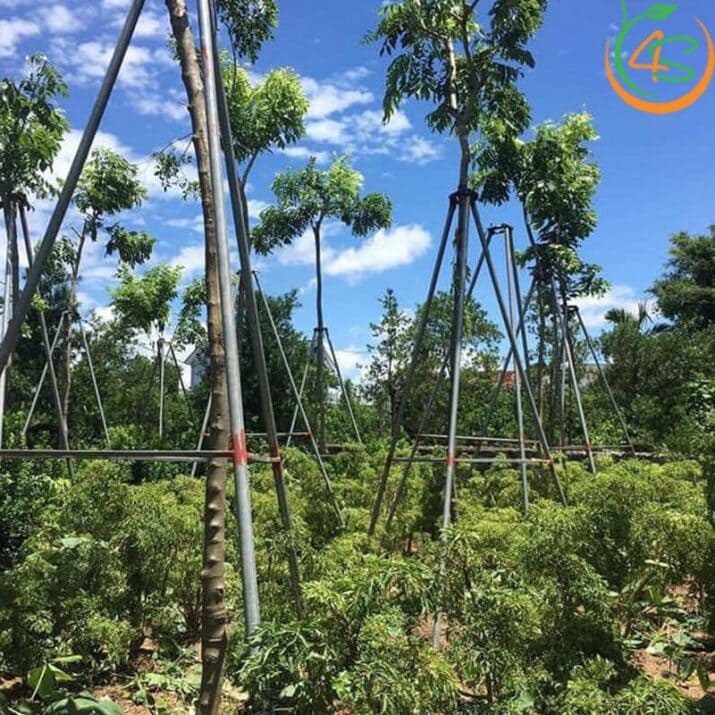 Cây sưa đỏ công trình 14 địa chỉ cung cấp cây Sưa Đỏ