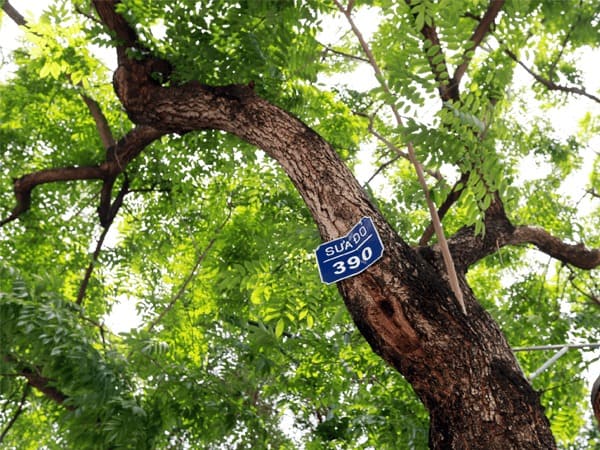 Cây Sưa Đỏ (trắc thối) 9 Cây sưa đỏ đặc điểm