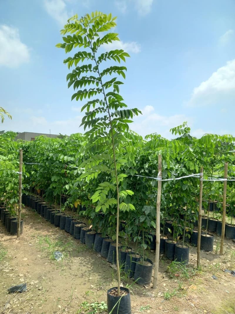 Cây Sưa Đỏ (trắc thối) 15 giá bán cây giống sưa đỏ