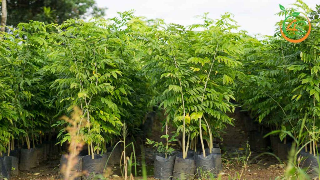 Cây Sưa Đỏ (trắc thối) 13 bán giống cây sưa đỏ