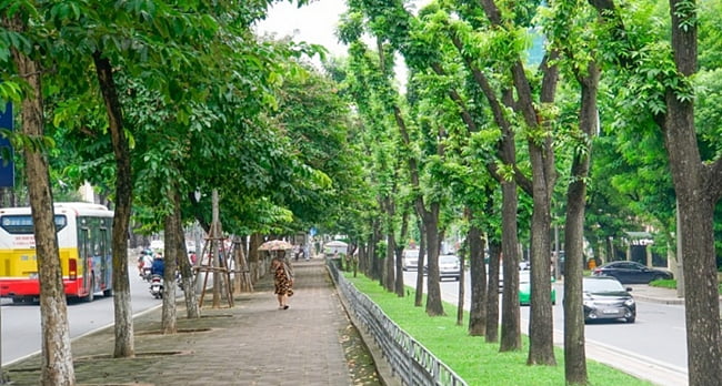 Cây Sưa Đỏ (trắc thối) 8 cay-sua-do