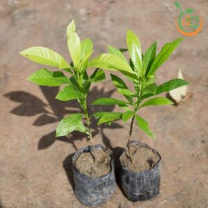 cay-tha-la-cay-thala-cay-sala-cay-giong-4s