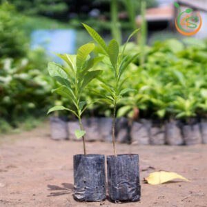 cay-tha-la-cay-thala-cay-sala-cay-giong-4s