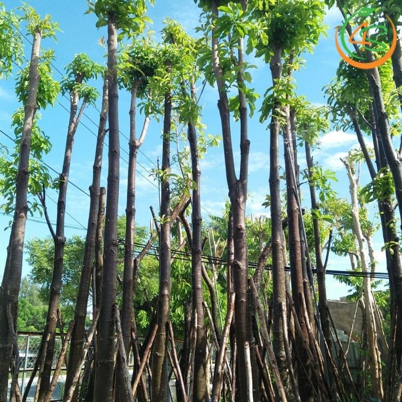Cây sala công trình (thala) 12 cây Sala giống chất lượng