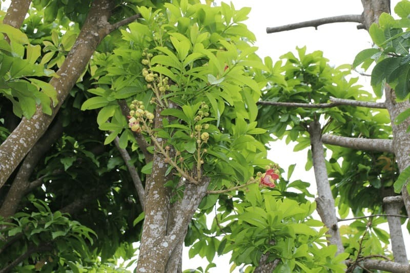 Cây Thala (cây sala giống) 9 cây thala giống