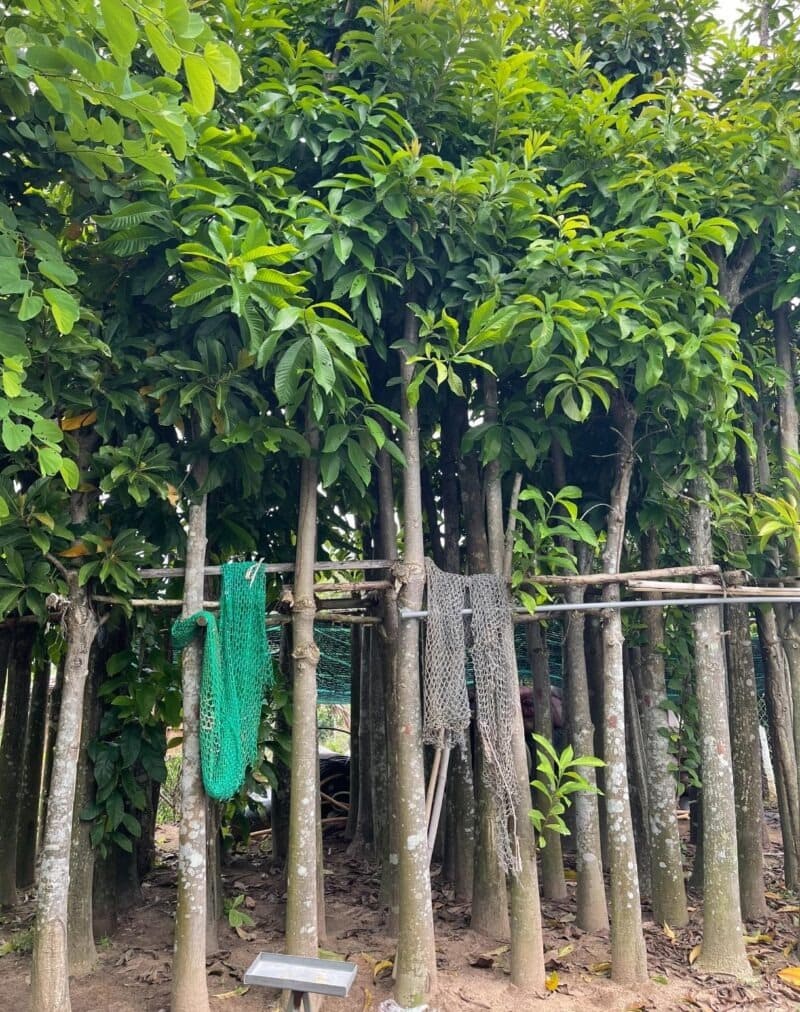 Cây sala công trình (thala) 13 Cây Sala công trình