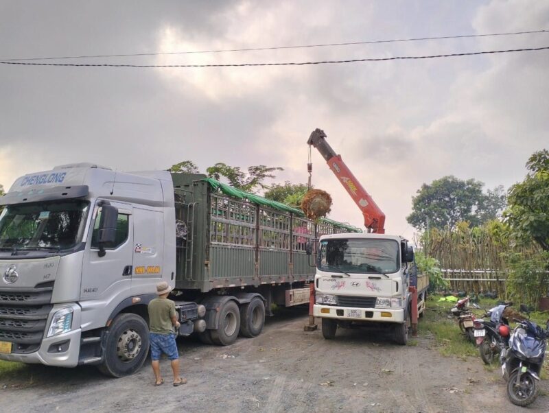 Cây sala công trình (thala) 15 Vận chuyển cây Sala công trình