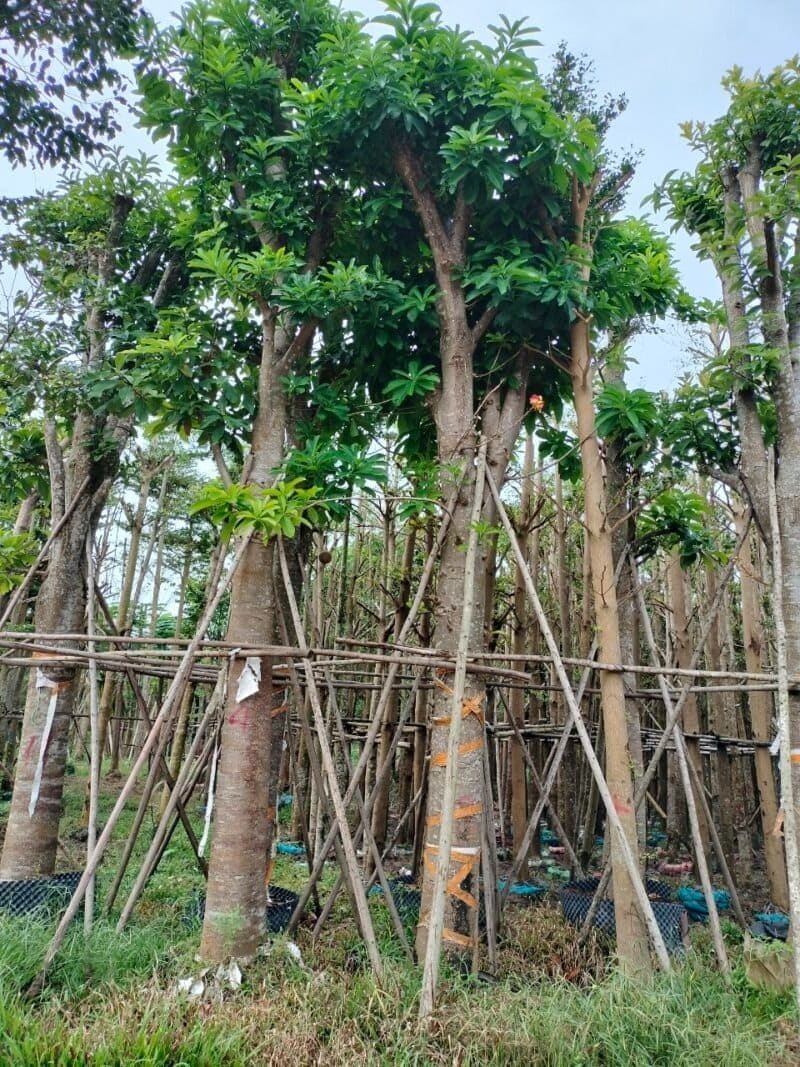 Cây sala công trình (thala) 14 Cây thala công trình