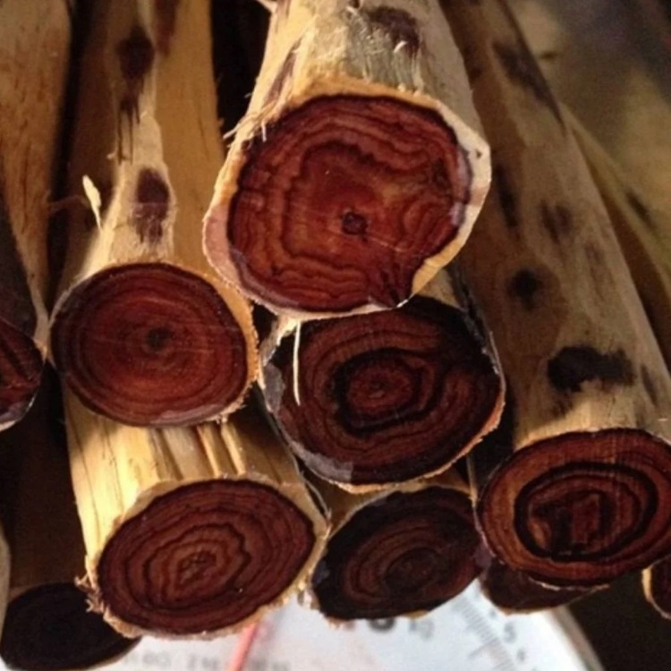 Cây Trắc Đỏ 10 Gỗ cây trắc đỏ