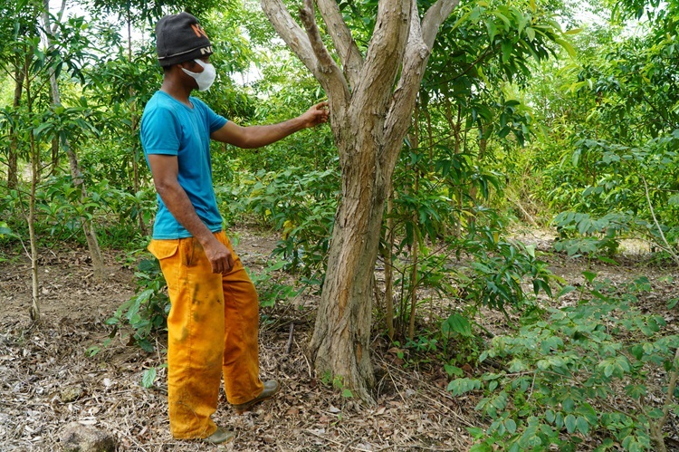 Cây Trắc Đỏ 14 Cây gỗ trắc đỏ