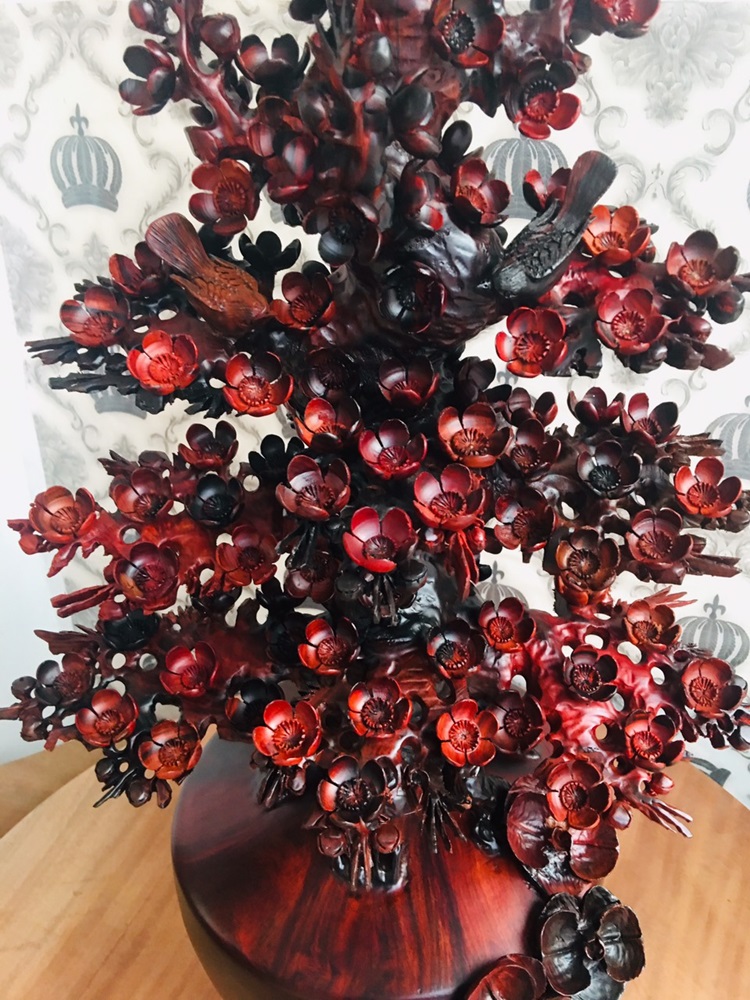 Cây Trắc Đỏ 12 cây trắc đỏ