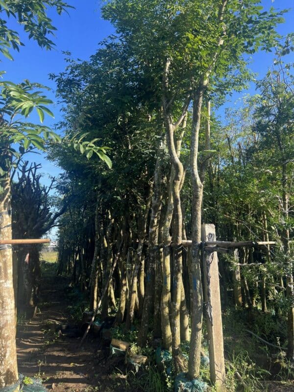 Cây Trắc Đỏ 15 Cây Trắc Đỏ công trình