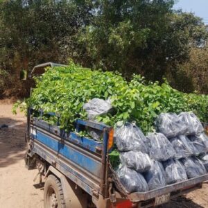 Cây trắc đỏ giá rẻ