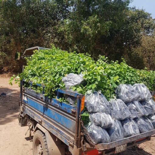 Cây trắc đỏ giá rẻ