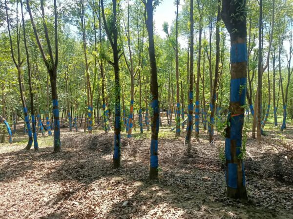 Cây Trầm Hương (dó bầu) 8 Cây gió bầu trầm hương