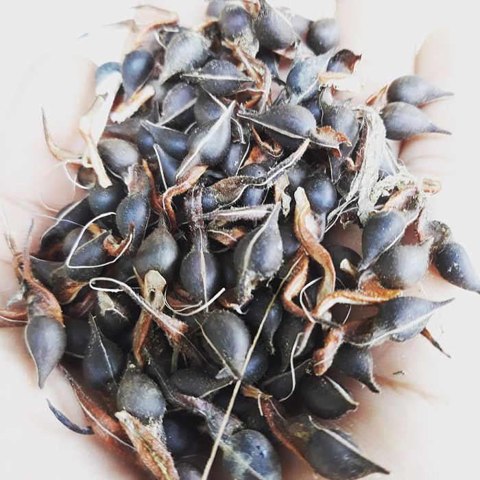 Cây Trầm Hương (dó bầu) 14 Hạt cây giống gió bầu