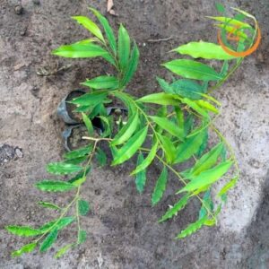 cây trầm hương giống giá rẻ