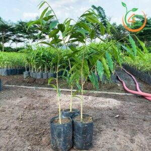 cây trầm hương giống đỏ