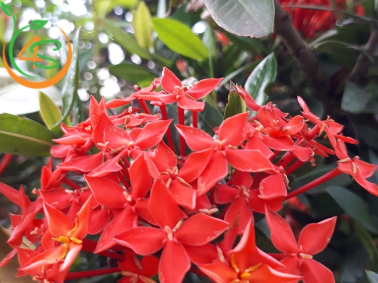 Cây Trang Đỏ 13 cây trang đỏ