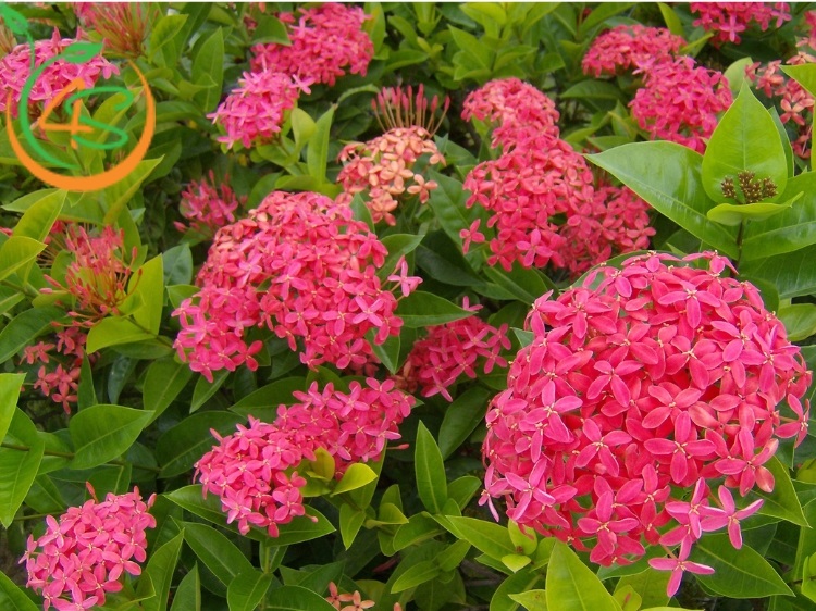 Cây Trang Đỏ 14 hoa trang đỏ