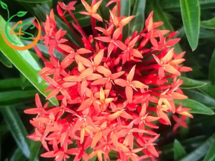 Cây Trang Đỏ 15 hoa trang đỏ