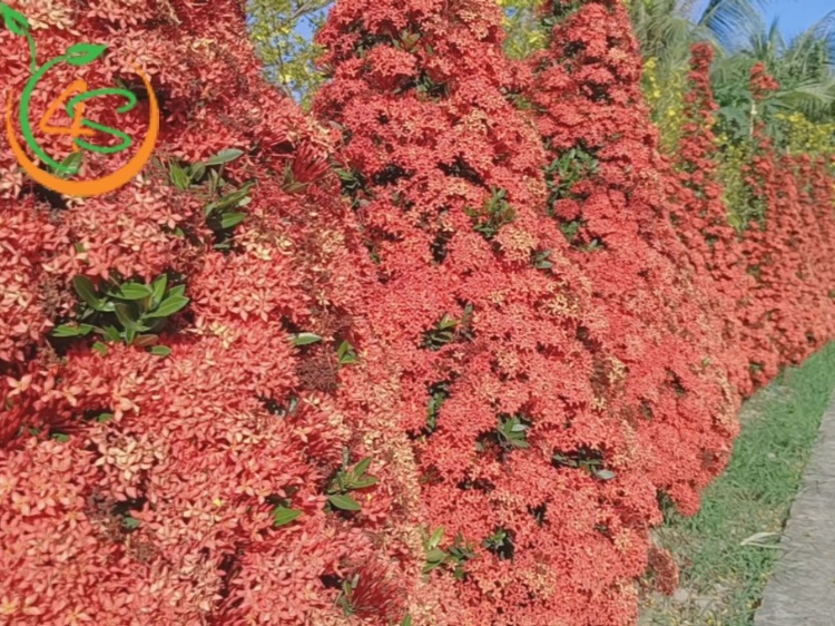 Cây Trang Đỏ 16 cây bông trang