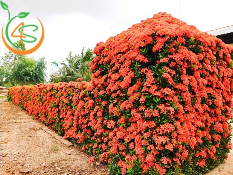 Cây Trang Đỏ 17 cây bông trang đỏ