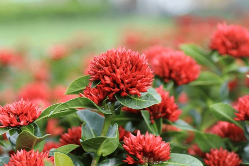 Cây Trang Đỏ 9 cây bông trang đỏ