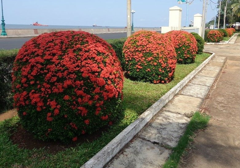 Cây Trang Đỏ 12 cay trang thai do cat hinh cau