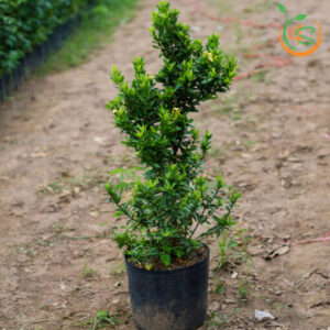 cay-trang-vang-cay-hoa-mau-don