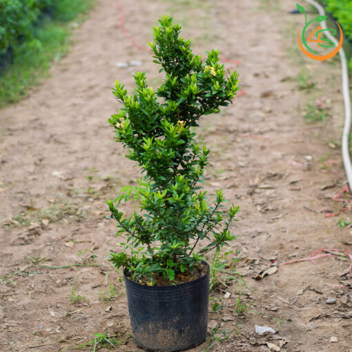 cay-trang-vang-cay-hoa-mau-don