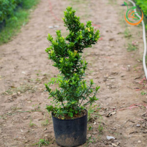 cay-trang-vang-cay-hoa-mau-don