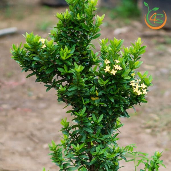 Cây Trang Vàng 11 cay-trang-vang-giong-cach-cham-soc