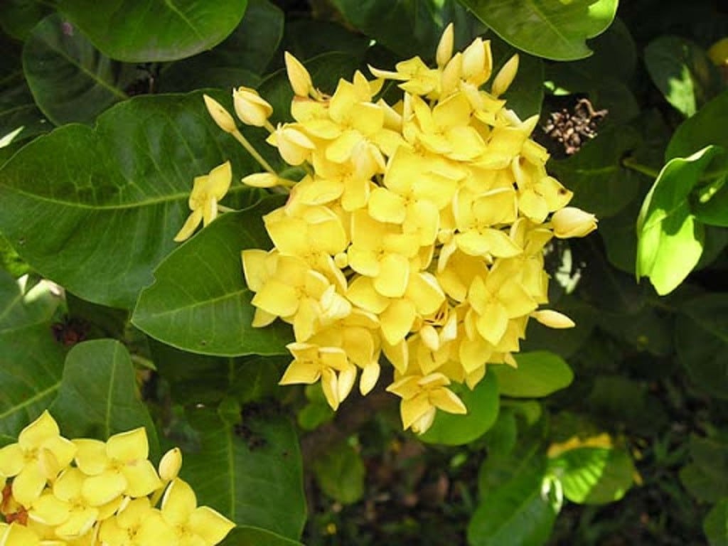 Cây Trang Vàng 9 cay-trang-vang-giong-dac-diem-hinh-thai