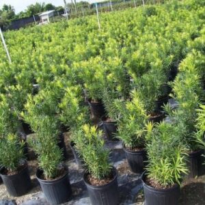 Cây tùng sinh trưởng tốt