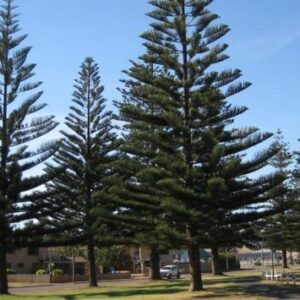 cây tùng công dụng