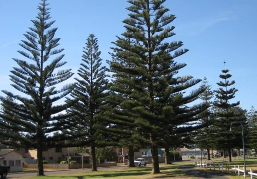 cây tùng công dụng