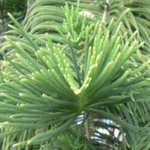 Cây tùng thuộc loại cây lá kim