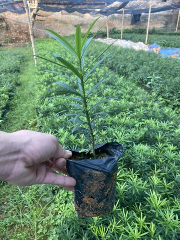 Cây Tùng Giống 10 giống cây tùng