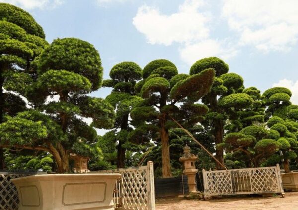 Cây Tùng Giống 9 đặc điểm cây tùng