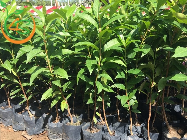 Cây Vối Nếp (lá vối) 8 cây vối giống