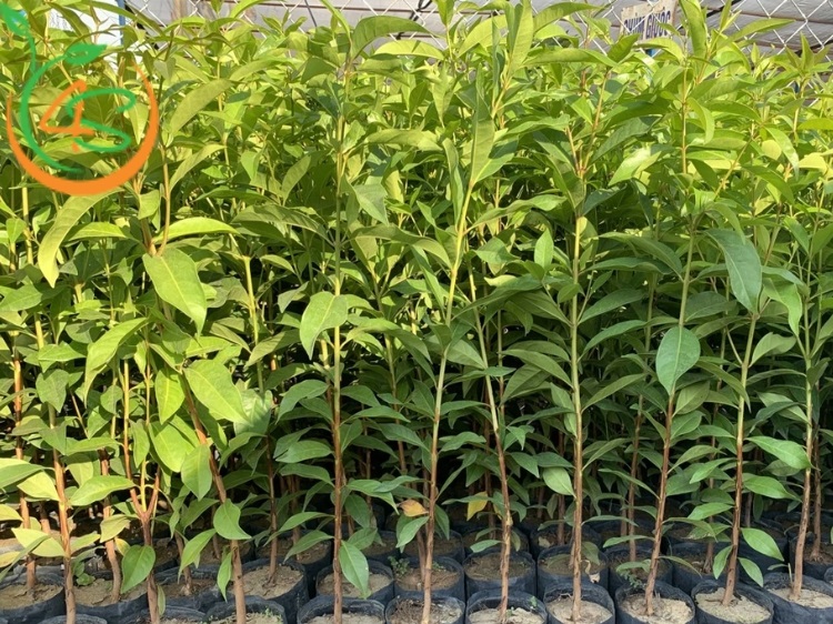 Cây Vối Nếp (lá vối) 10 cây vối giống